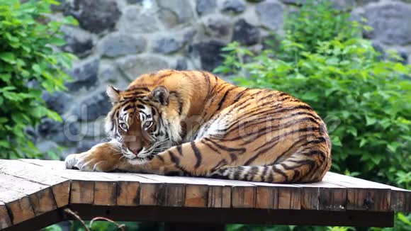 老虎躺在动物园的木托盘上视频的预览图