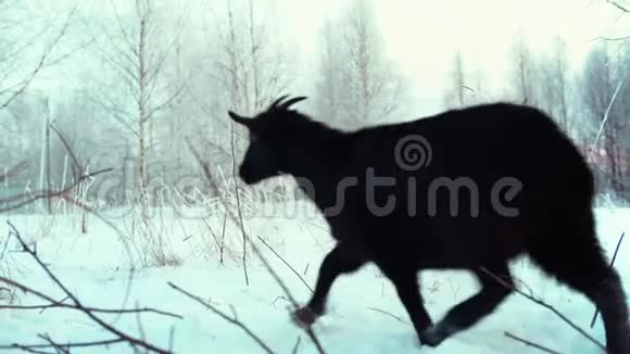 山羊在冬天的雪场上奔跑背景上模糊的森林视频的预览图