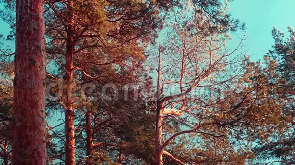 冬天大斑点啄木鸟坐在松树的树干上视频的预览图