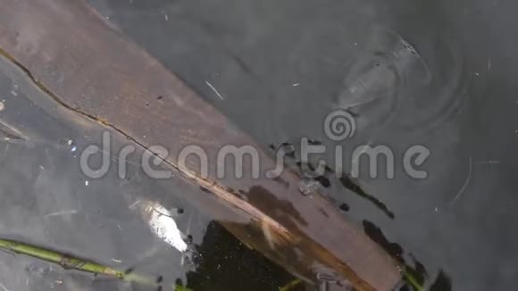 死鱼漂浮在水面上视频的预览图