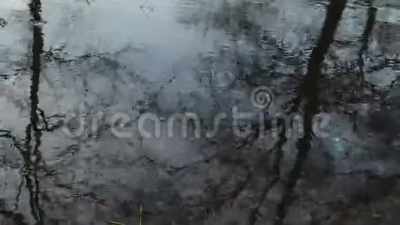 树木公园旁边的水视频的预览图