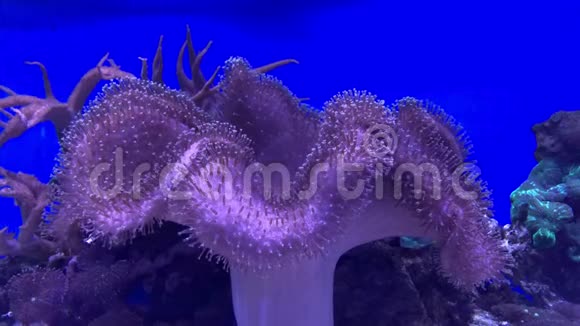 活珊瑚於水族和水族视频的预览图