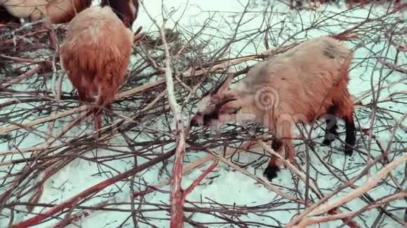 山羊吃树上的树皮在白雪皑皑的冬天牧场上放牧山羊视频的预览图