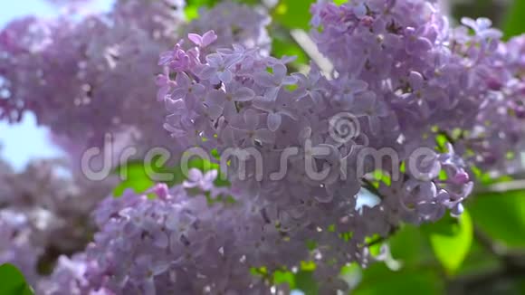 紫丁香第一集花园里盛开的紫丁香灌木的美丽景色视频的预览图