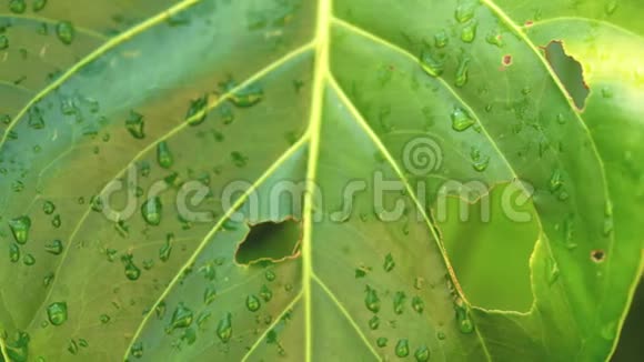 特写镜头拍摄在潮湿的厚厚的绿叶上有一些昆虫和动物的洞摘要丛林雨林插图视频的预览图
