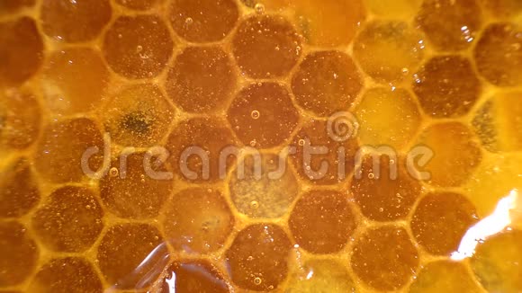 Honeyclose1号琥珀甜蜜蜂窝里透明的蜂蜜顺着蜂窝流下来视频的预览图