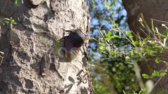 马达加斯加嘶嘶蟑螂在阳光照耀的树皮上行走视频的预览图