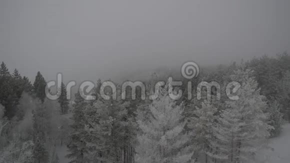冬林雾雪落视频的预览图