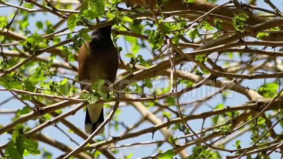 茂密树上的小鸟视频的预览图