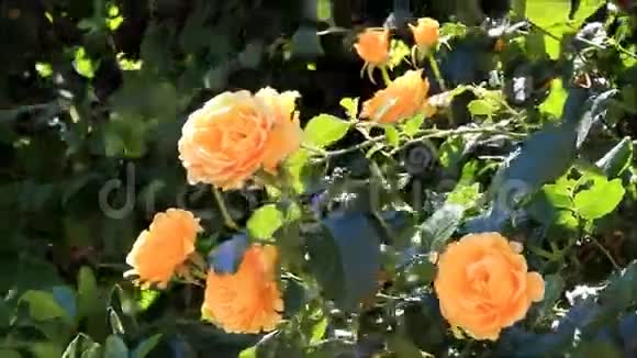 花园里的黄色玫瑰视频的预览图