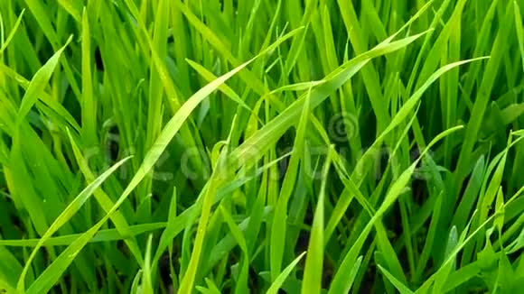 年轻的绿色羊毛燕麦嫩绿的叶子田间燕麦叶片新鲜嫩芽视频的预览图