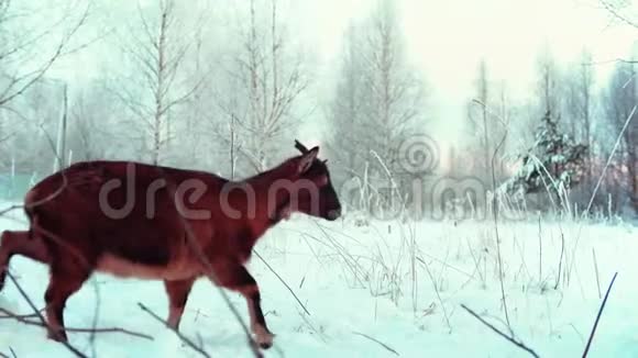 带棕色皮毛的山羊从框架的左边走到右边的冬季森林视频的预览图