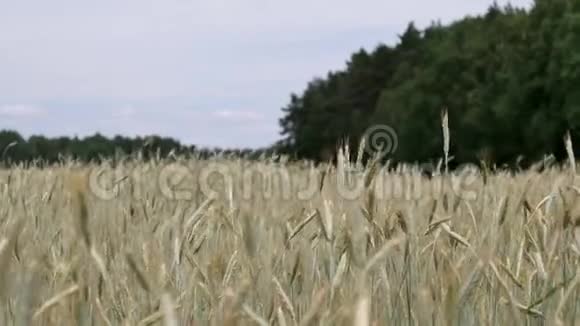 在风中摇曳的麦穗视频的预览图