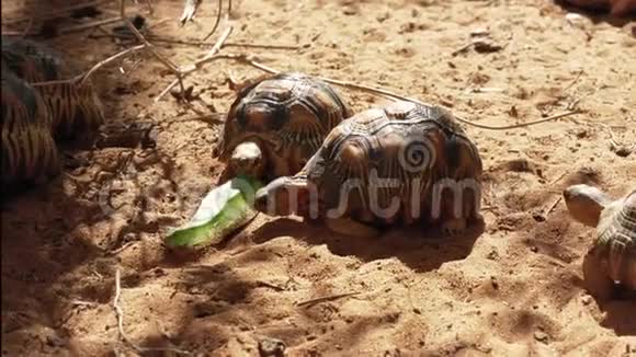 辐射的乌龟辐射的阿斯特洛什濒临绝种的海龟马达加斯加特有在地面行走视频的预览图