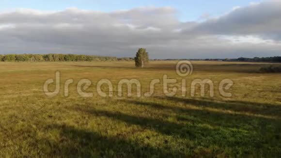 从一片农田飞到一片孤独的白桦树夕阳西下用无人驾驶飞机拍摄视频的预览图