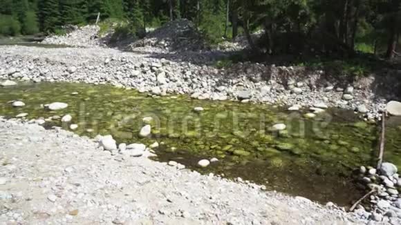 阳光照耀着缓慢的浅河平静地在森林中流动海岸上有圆形的石头和树木视频的预览图