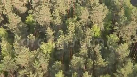 在混合森林的树梢上飞行视频的预览图