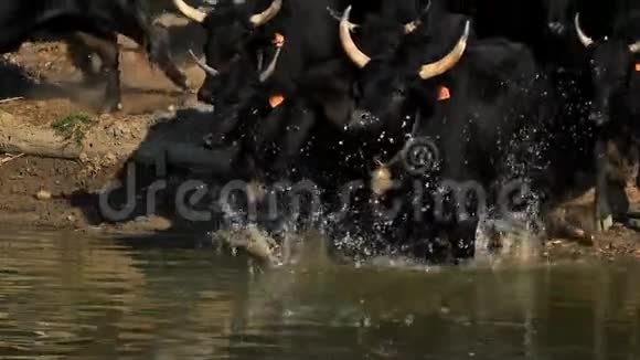 卡马格公牛博斯金牛犬娇小卡马格加德法国公牛过河传统的骑马者跟随卡玛视频的预览图