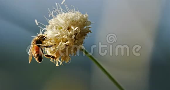 蜜蜂采花蜜和授粉视频的预览图