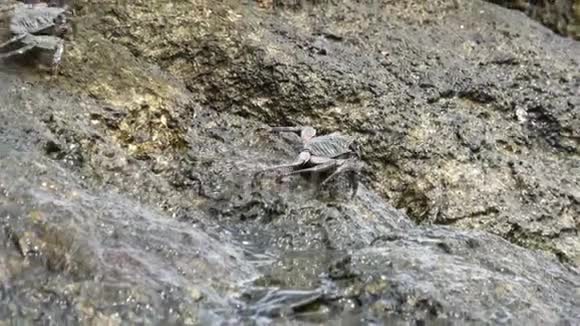 两只条纹岸蟹在靠近水面的石头上相互靠近喂食在阳光明媚的日子里特写视频在海边视频的预览图