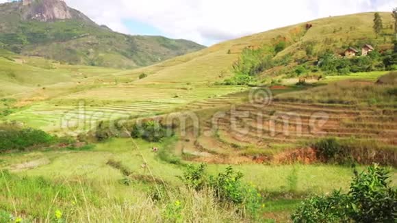 安德林吉特拉国家公园附近森德里索地区典型的马达加斯加景观小山上的稻田高山视频的预览图