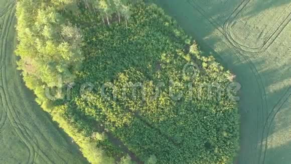 在绿色的农业领域一个未经处理的树木区视频的预览图