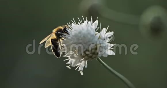 蜜蜂采花蜜和授粉视频的预览图