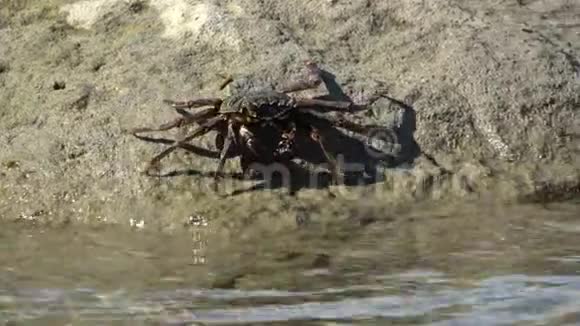 两只条纹的岸蟹在靠近水面的石头上相互靠近在阳光明媚的日子里在南亚的海岸上近距离拍摄视频视频的预览图