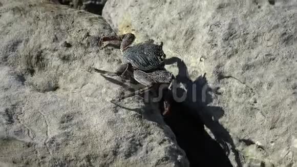 带条纹的海岸蟹藏在石头后面在晴天关闭视频南亚的海岸印度尼西亚巴厘岛视频的预览图
