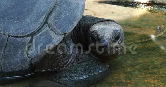 在居里尤斯岛上的奥达布拉巨龟奥达布拉切利斯吉甘特亚这是一项成功的野生乌龟保护计划的所在地视频的预览图