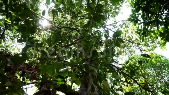 香料种植园上的一种大桂树天然生境中的肉桂树视频的预览图