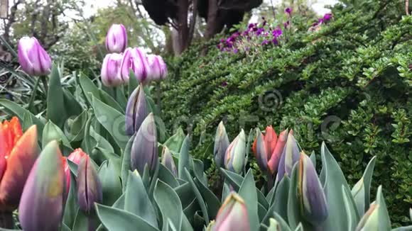 英国花园中的鲜花郁金香视频的预览图