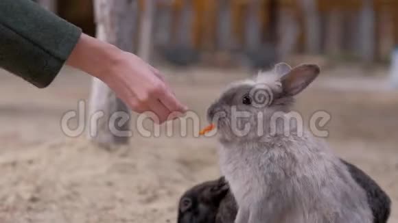 女孩喂了一只胡萝卜兔子视频的预览图