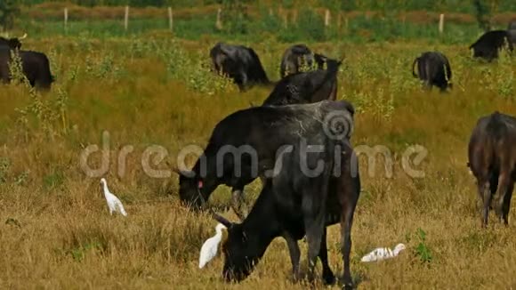 卡米格牛野牛与白鹭朱雀在田中视频的预览图