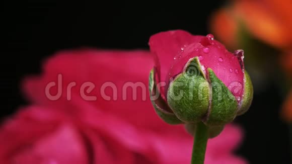 关注一朵叫毛的花视频的预览图