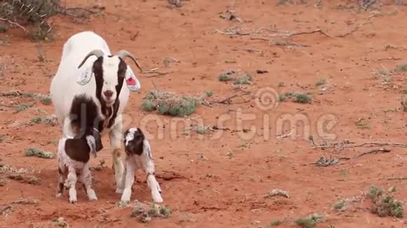 南非卡拉哈里地区的山羊视频的预览图