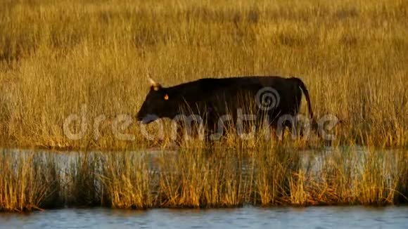 卡米格牛潮湿田野中的牛视频的预览图