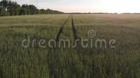 带着年轻黑麦的农业机械痕迹视频的预览图