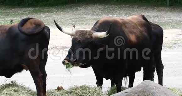 动物园里的牛郎博斯普利吉尼乌斯金牛座国内高地牛视频的预览图