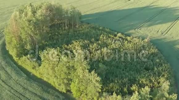 绿色农田中有树木的未开垦地区视频的预览图