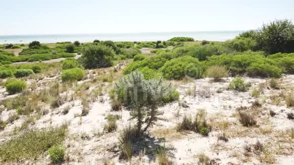 小灌木和草长在马达加斯加海岸阿那考平静的大海在远处视频的预览图