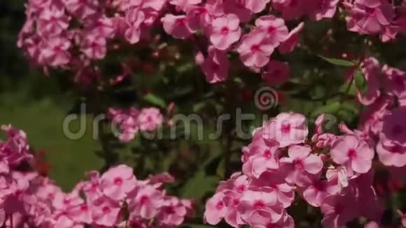 粉红色的蝴蝶在花园里视频的预览图
