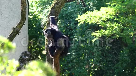 黑头蜘蛛猴Atelesfuscius是一种蜘蛛猴视频的预览图