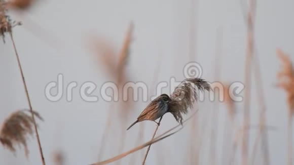以芦苇床上的种子为食的雌髻鸟视频的预览图