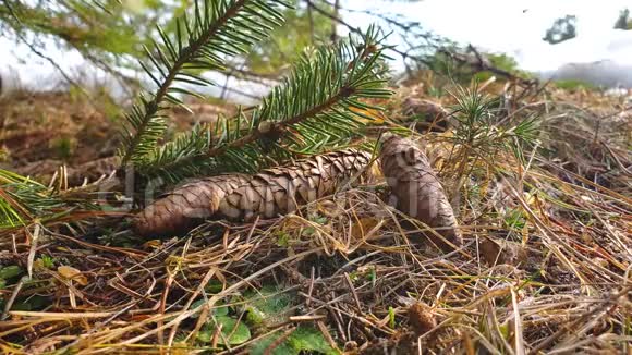 毛锥躺在干燥的叶子草和针的软床上春天的针叶林视频的预览图