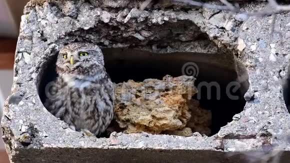 一只小猫头鹰在其自然栖息地附近的洞穴视频的预览图