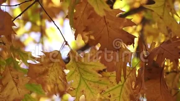 叶落美丽的秋天背景树枝上的黄色叶子视频的预览图