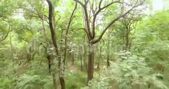 夏日绿林中的白天视频的预览图