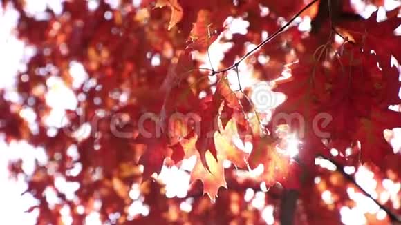 叶落美丽的秋天背景枫树枝上的红叶视频的预览图
