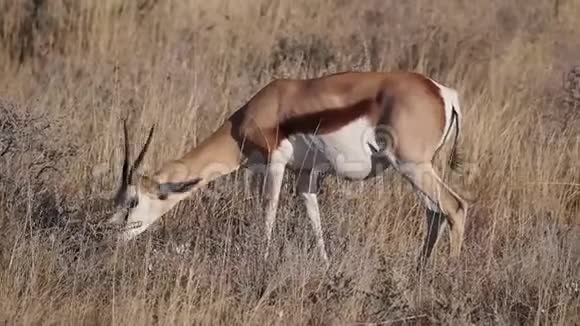 非洲埃托沙国家公园的SpringbokAntelopeAntidorcas视频的预览图